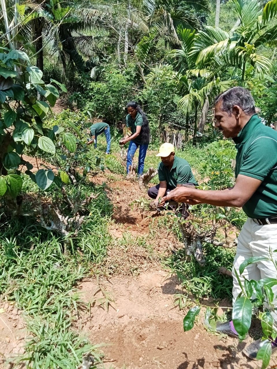 Haritha Lanka field team working in a plantation
