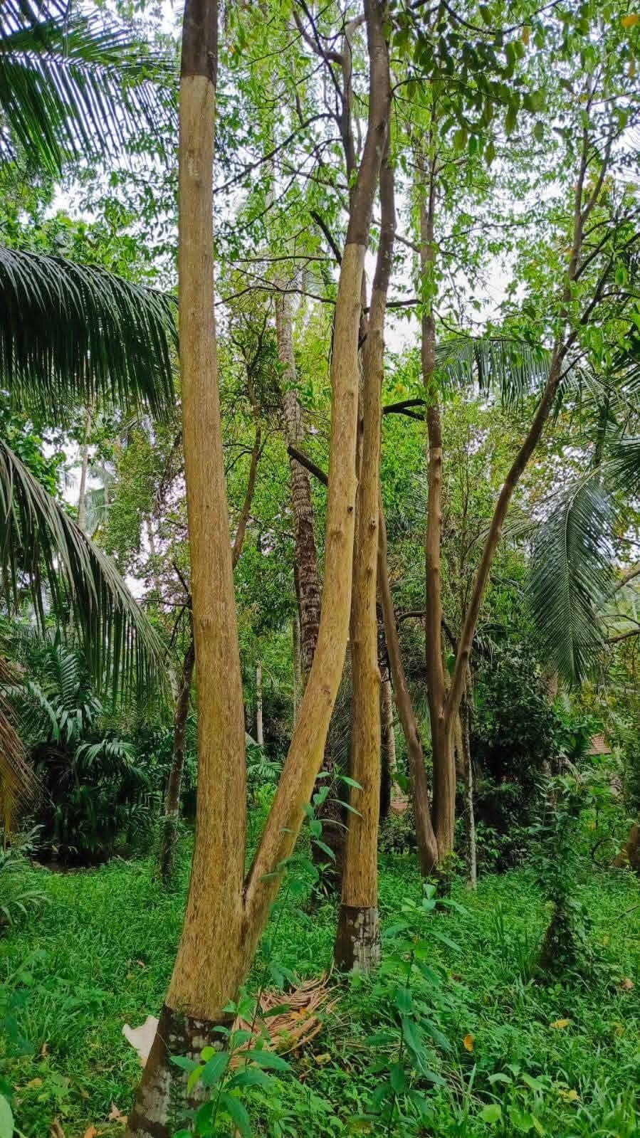 Maturing Aquilaria trunks
