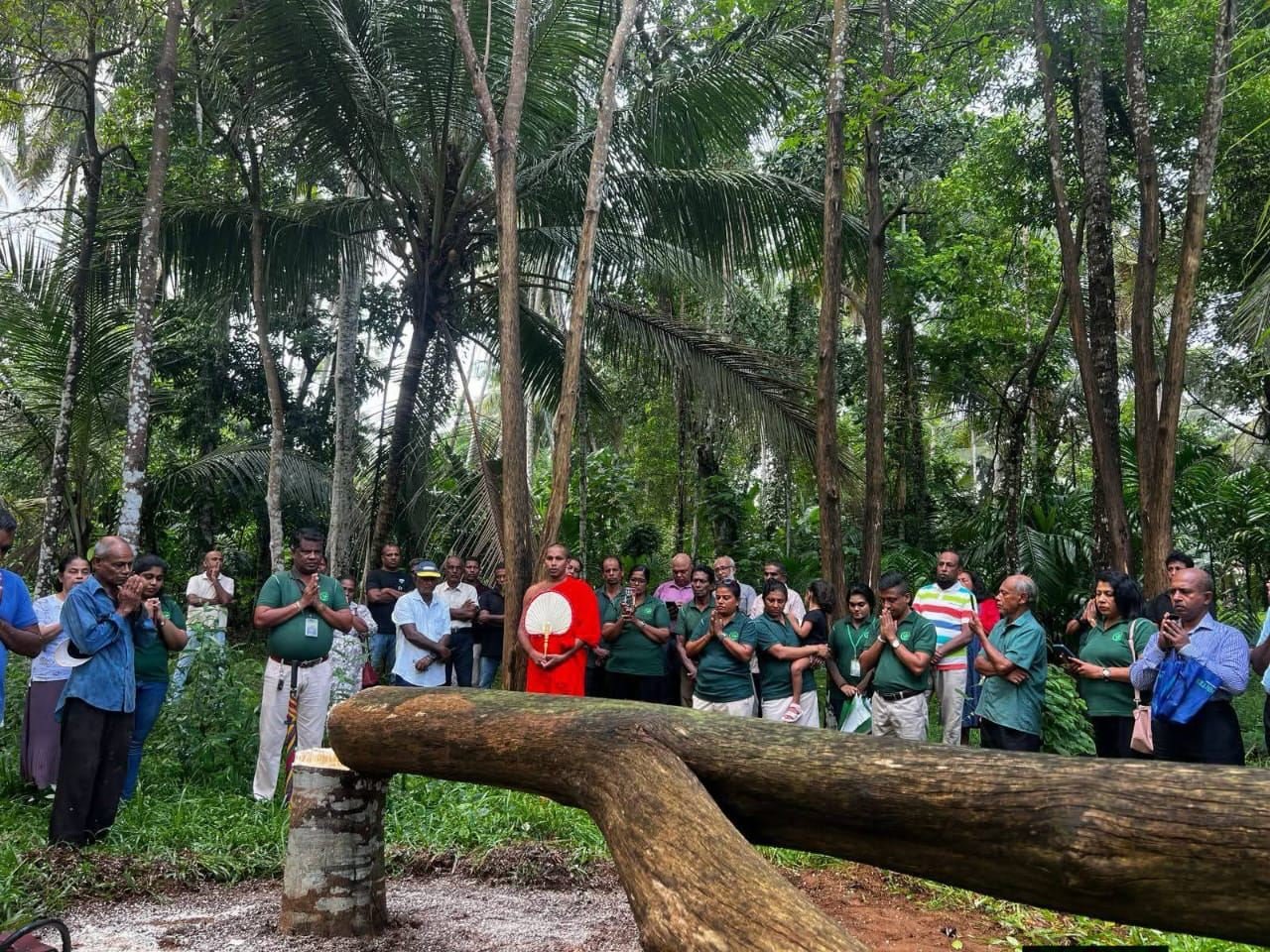 Responsible harvest ceremony at a Haritha Lanka plantation