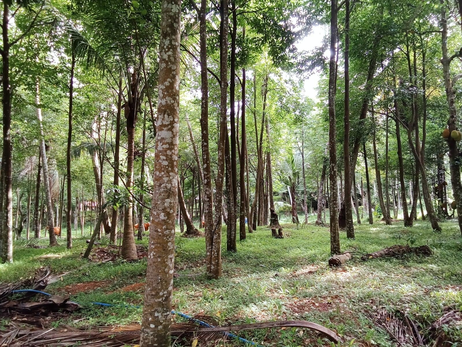 Haritha Lanka agarwood plantation grove
