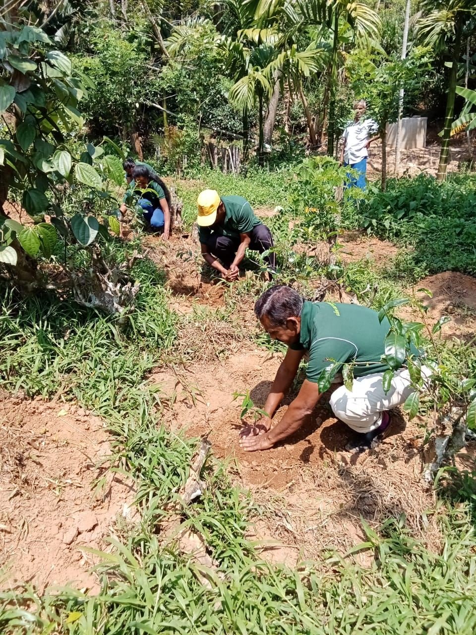 Team planting agarwood seedlings