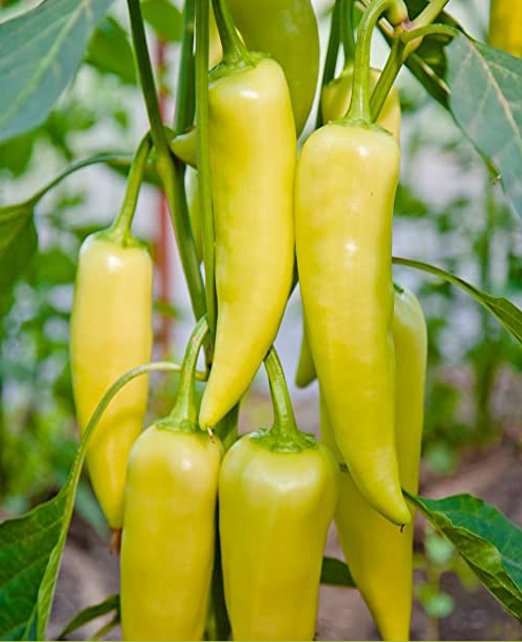 capsicum sri lanka