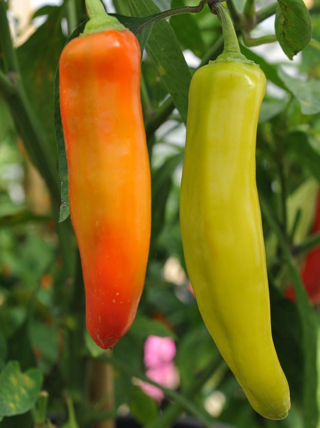 capsicum sri lanka