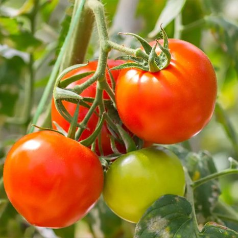 tomato cultivation sri lanka