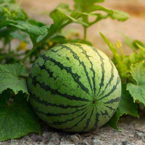 watermelon cultivation sri lanka